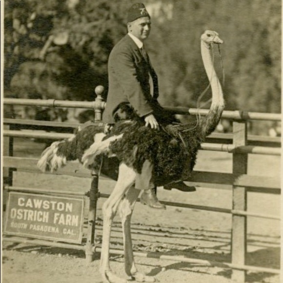 Vintage Rare Silver Ostrich Farm Nameplate Pendant - Picture 5 of 7